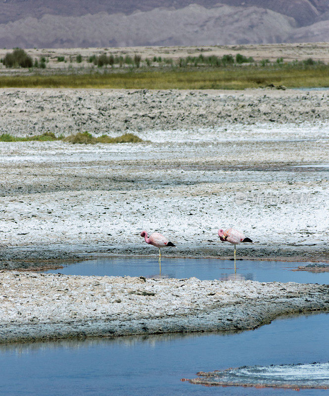 美丽的火烈鸟在阿塔卡马沙漠觅食。