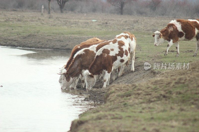 家畜在野外喝水
