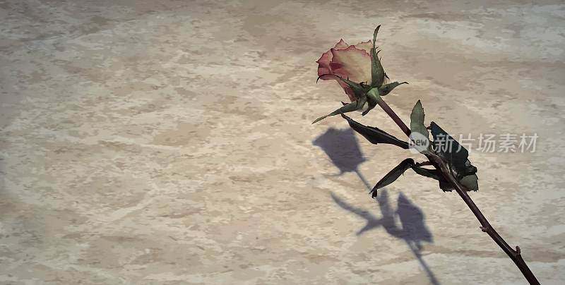 单瓣玫瑰与垃圾背景与阴影和复制空间