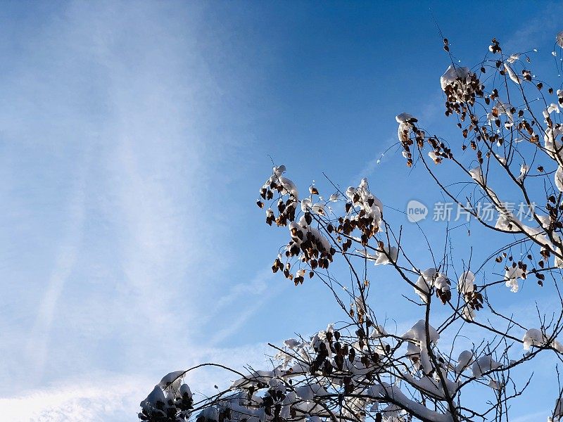 被雪覆盖的树枝