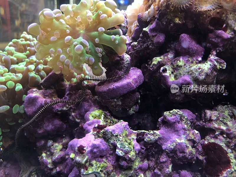 软珊瑚咸水鱼缸