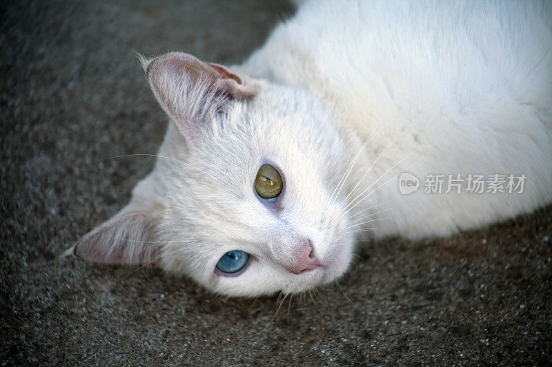 家养小白猫的肖像。虹膜异色症