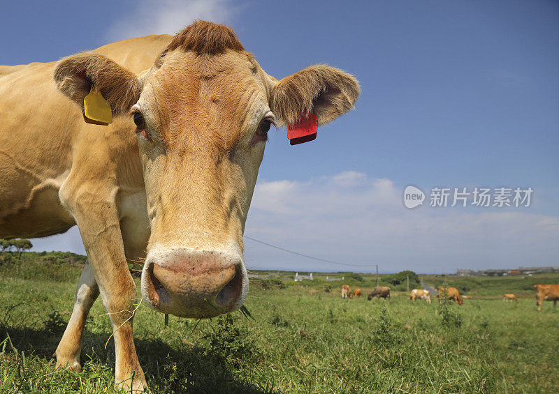 泽西奶牛特写镜头