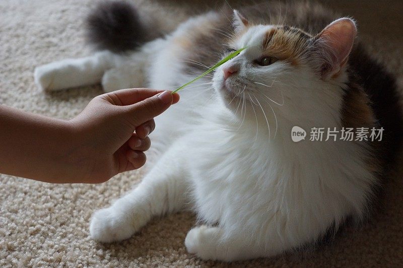 猫嗅草