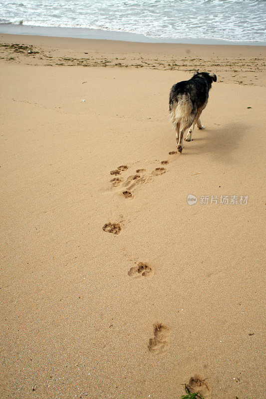 无家可归的流浪狗