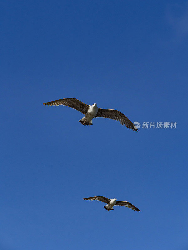 海鸥在蓝天上飞翔