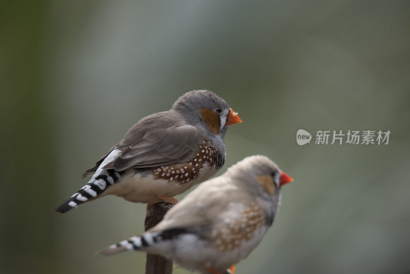 斑胸草雀的夫妇