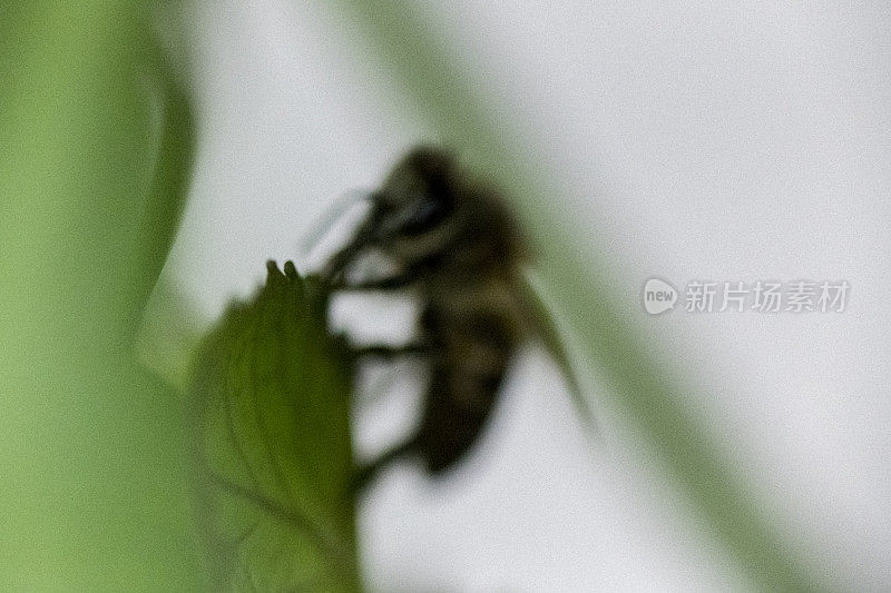 一只蜜蜂坐在一片绿叶上