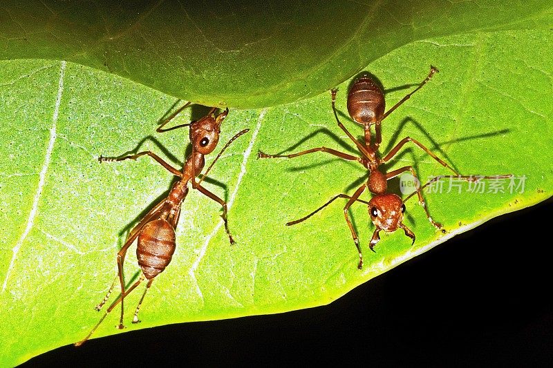 闭上蚂蚁窝上的两只蚂蚁。