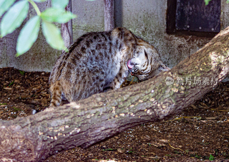 雌性山猫或山猫