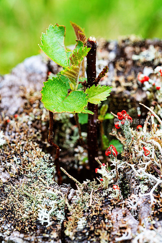 植物从树桩生长