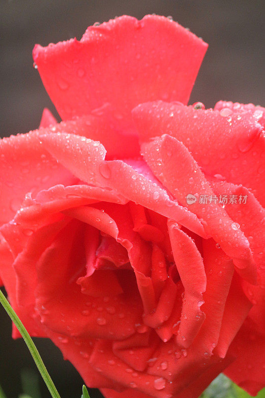 鲜花红玫瑰与水滴生长在花园雨露，芳香的红玫瑰灌木花蕾，花瓣与模糊的园艺背景，浪漫的束玫瑰花瓶，情人节，插花，婚礼花束