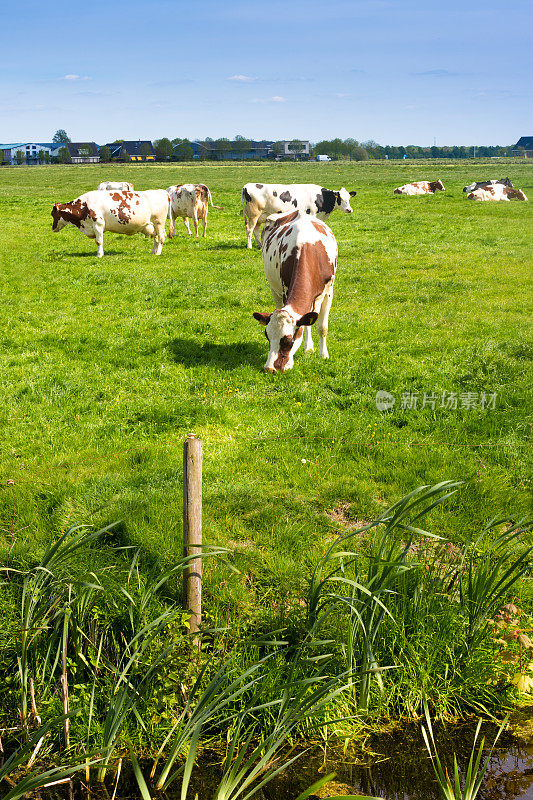 荷兰，弗里斯兰:弗里斯兰荷斯坦奶牛，绿色牧场，运河