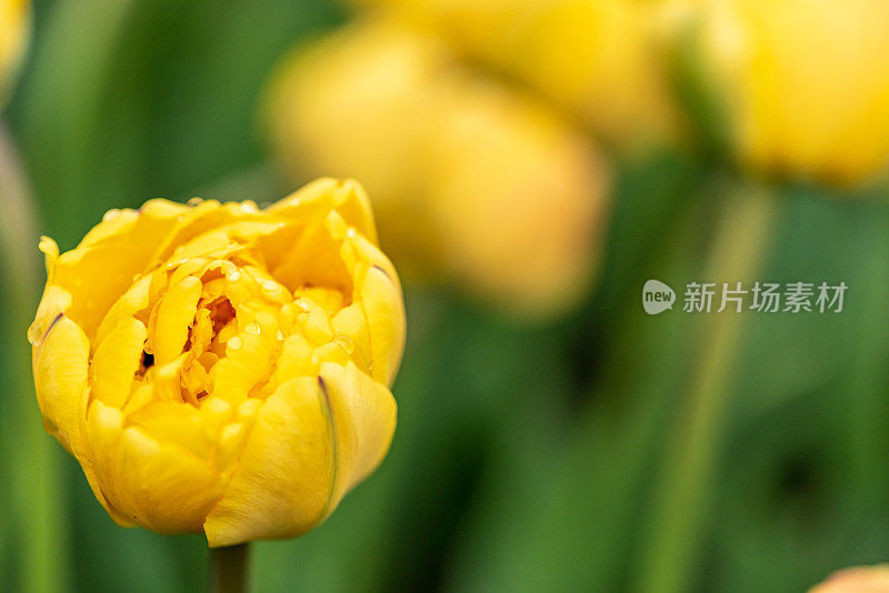 在加拿大郁金香节在专员公园，加拿大渥太华的雨滴单郁金香特写