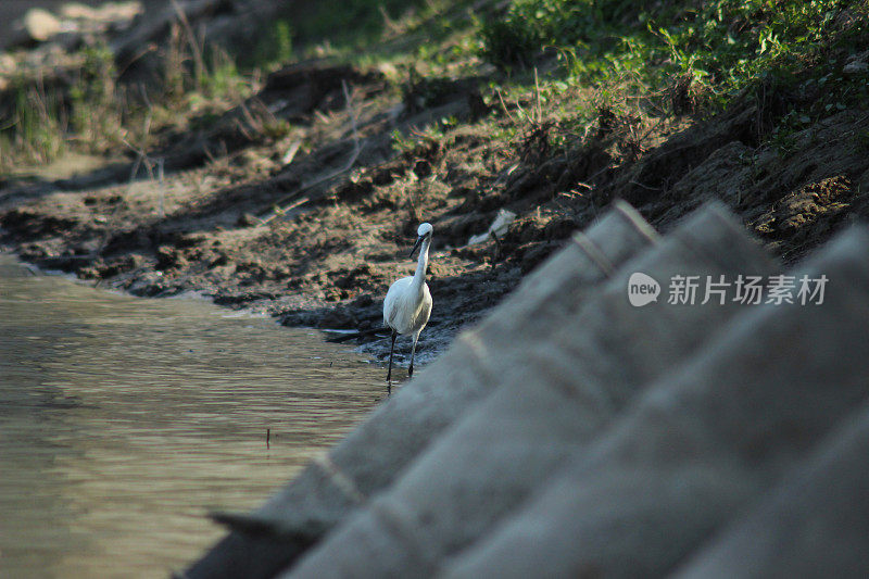 白鹭鸟