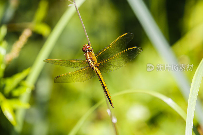 金翅蜻蜓(雌性)