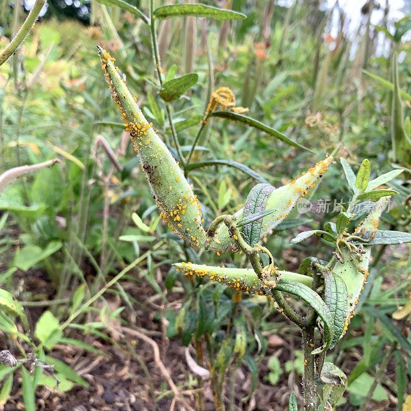 蝴蝶杂草上的蚜虫