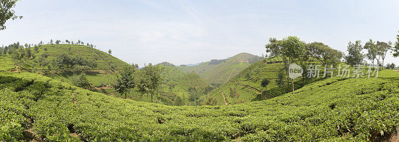 卢旺达靠近Nyungwe森林的茶园