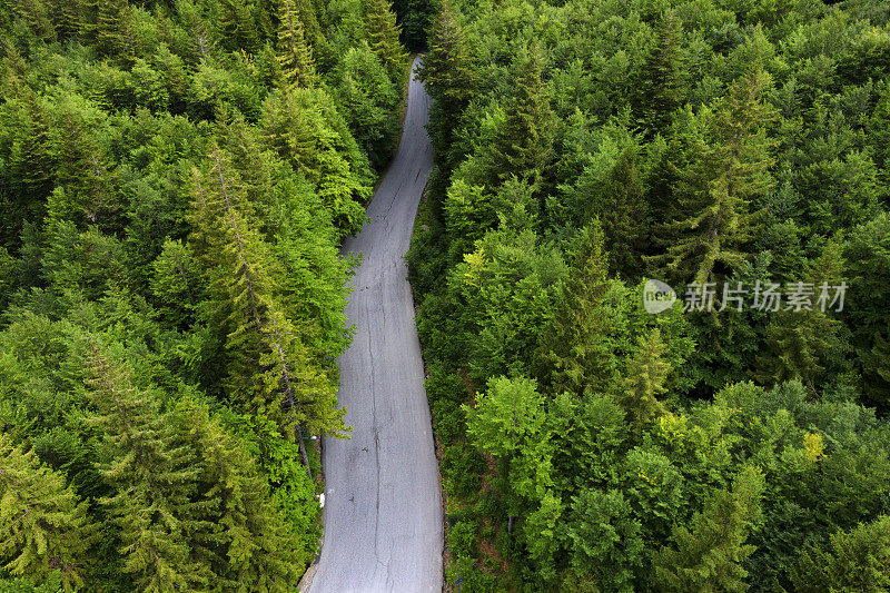 森林中道路的无人机鸟瞰图