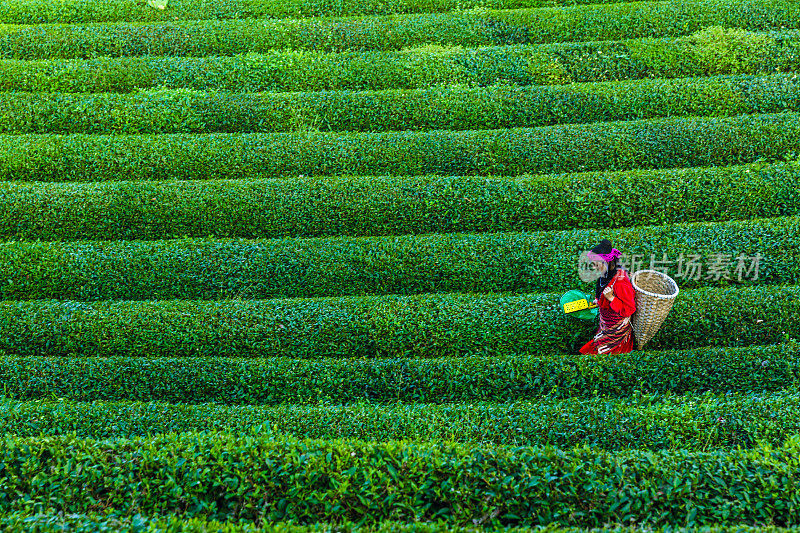 在种植园里采集茶叶的传统妇女