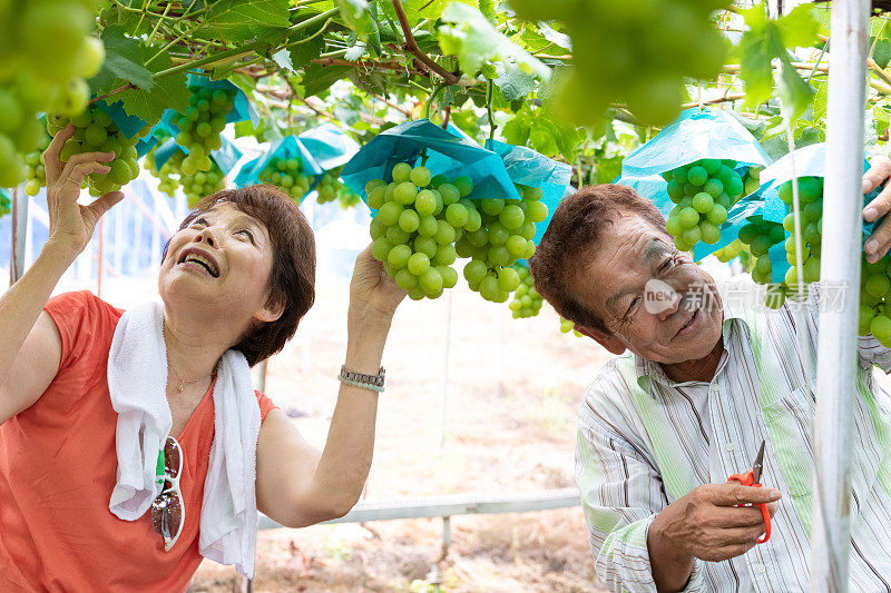 一对日本老夫妇在葡萄园工作