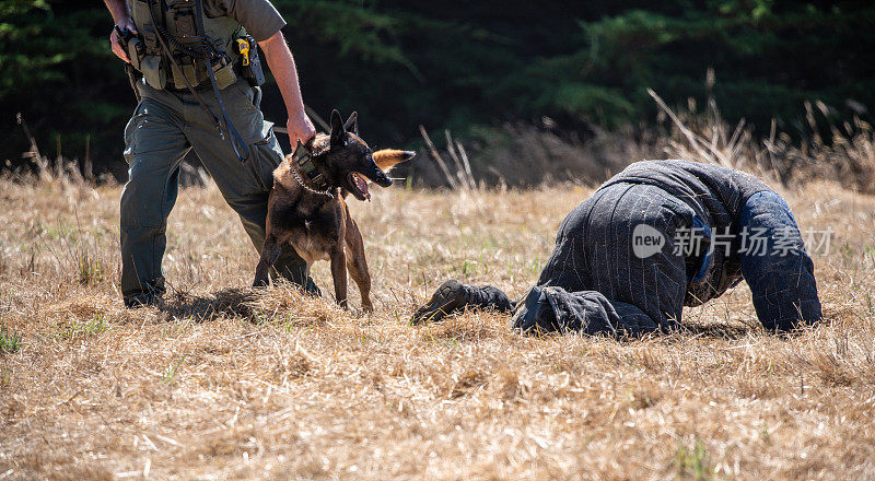 警犬训练与比利时马里诺斯防护服