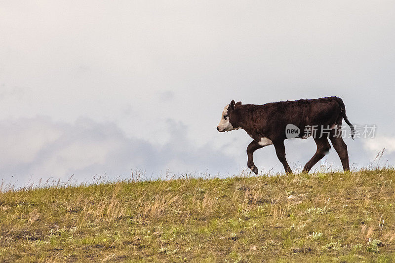 黑色的安格斯牛犊在蒙大拿的草地上行走