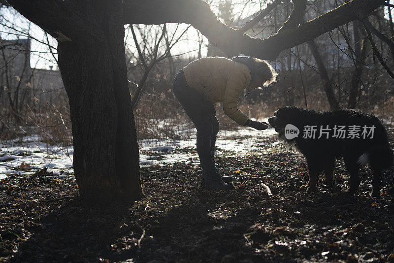 一名55岁的活跃女性在早春的废弃老苹果园里遛着她的泽能猎犬。