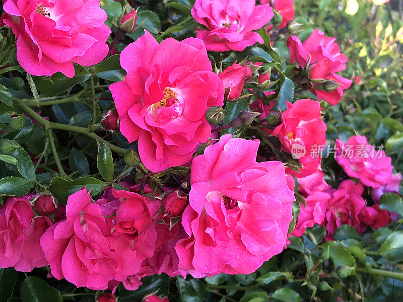 近距离图像的粉红色玫瑰和花蕾生长在夏季花园，一束玫瑰，花瓣和模糊的绿色园艺背景，孤立的单玫瑰灌木灌木生长在户外