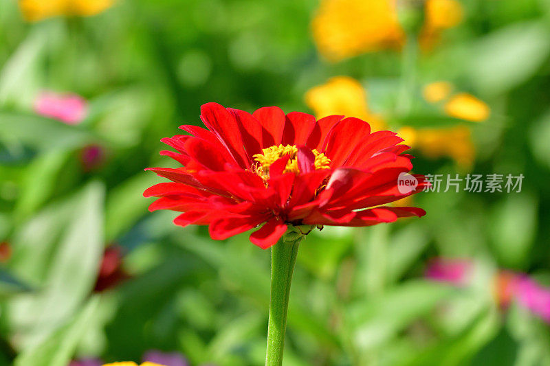 Zinnia花