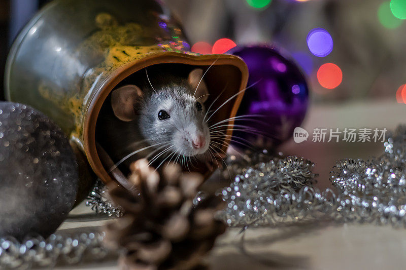 圣诞老鼠，2020年新年的象征。鼠年。2020年中国新年。圣诞玩具,散景