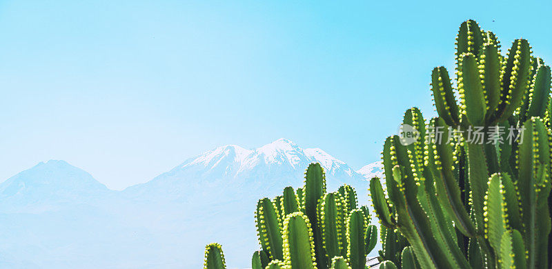 仙人掌与安第斯背景