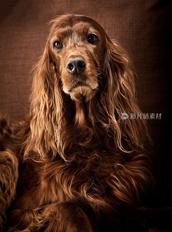 爱尔兰长毛猎犬狗