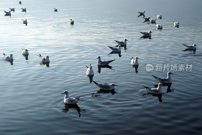 海鸥在海上漂浮