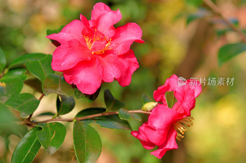 山茶花油茶花