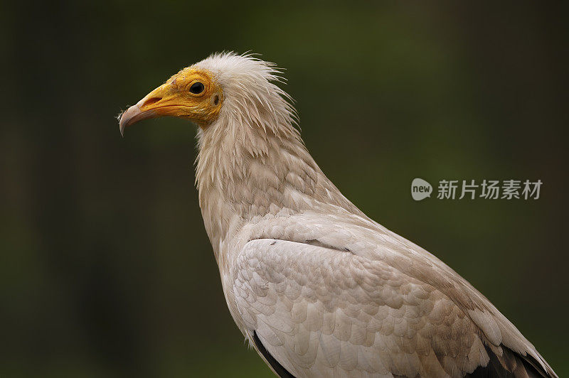 埃及秃鹫