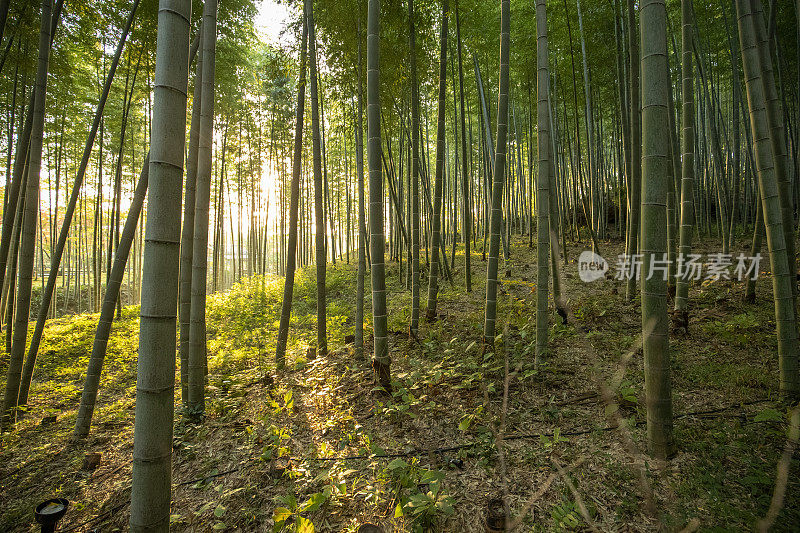 京都竹林