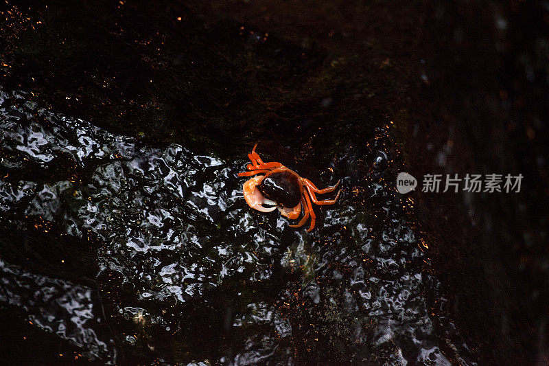 红蟹在潮湿的黑石头上