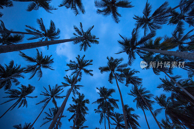 热带海滩蓝天下的椰子树