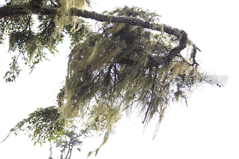 树皮和西班牙苔藓，Ucluelet，不列颠哥伦比亚