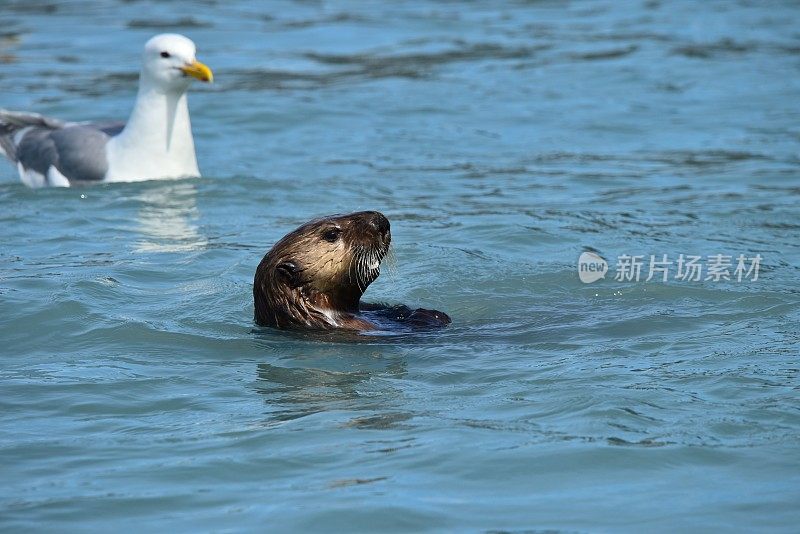 海獭吃鲑鱼