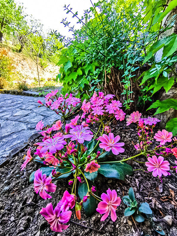 粉红刘易斯子叶在园林中的开花研究