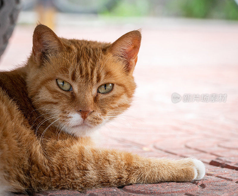 猫躺在地上