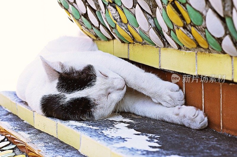 睡猫在寺庙的宝塔上。