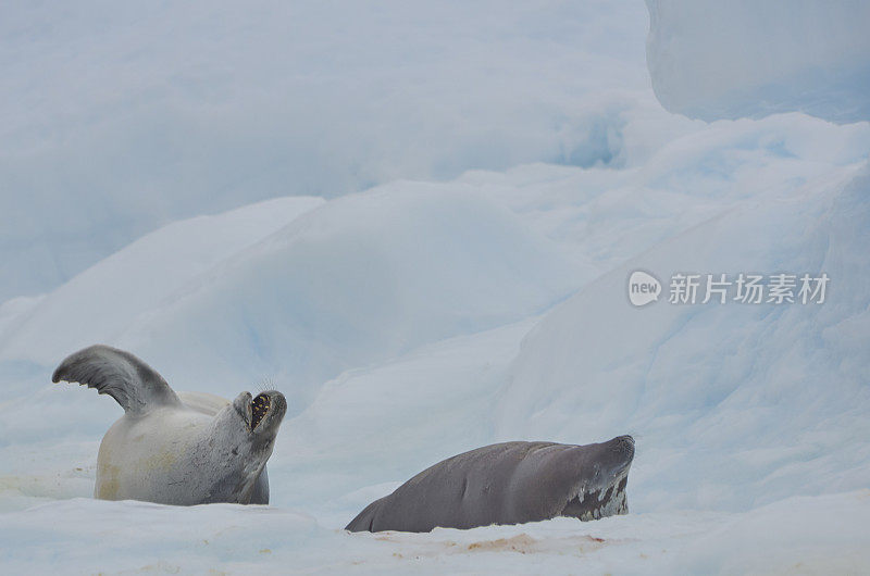 野生食蟹海豹在令人惊叹的风景南极半岛在大的南大洋