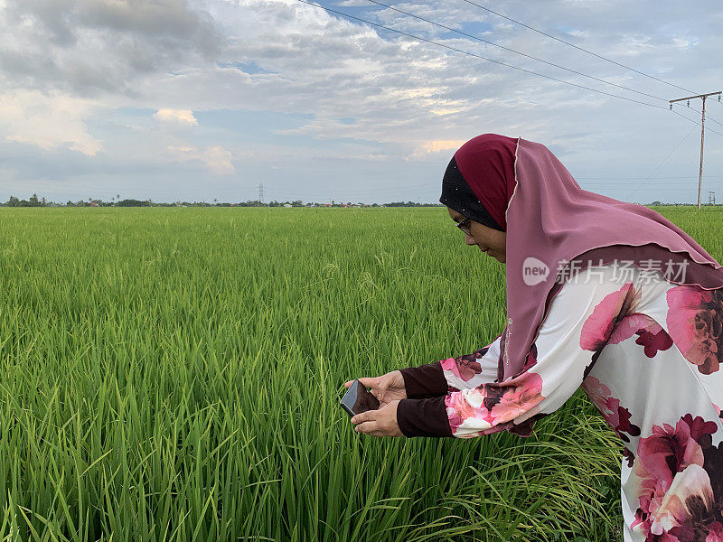 一名穆斯林妇女在稻田里观光