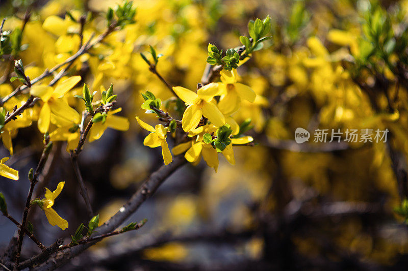 植物与花:连翘