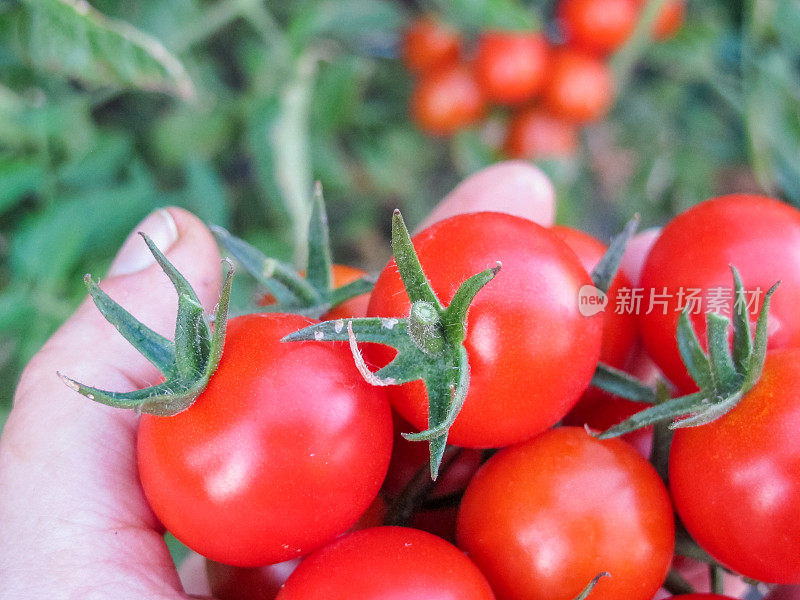 藤蔓成熟的红番茄生长在后院的菜园，以确保粮食安全