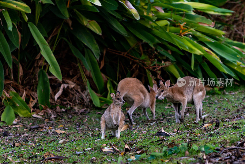 澳大利亚汉密尔顿岛草坪上的小袋鼠