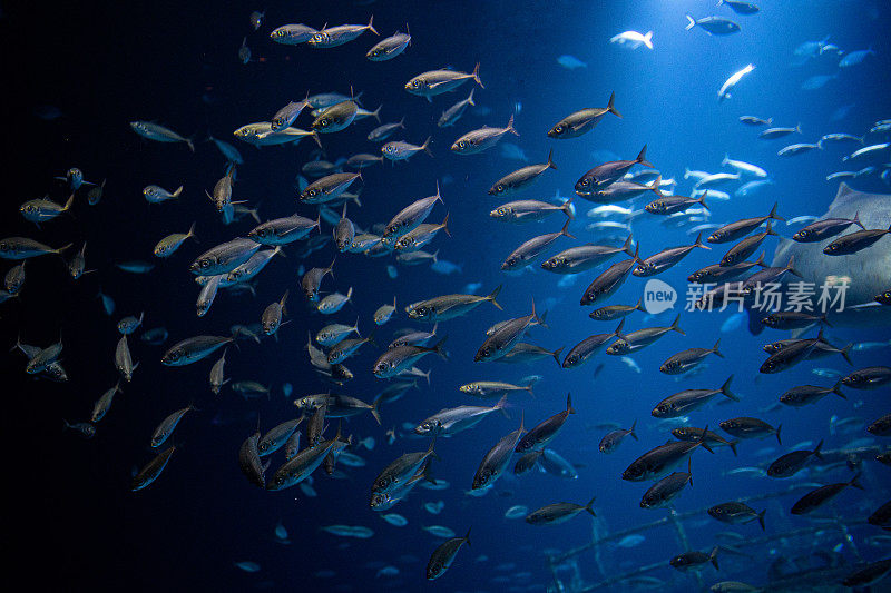 在水族馆里游泳的咸水鱼群